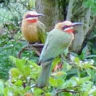 Image of White-fronted Bee-eater