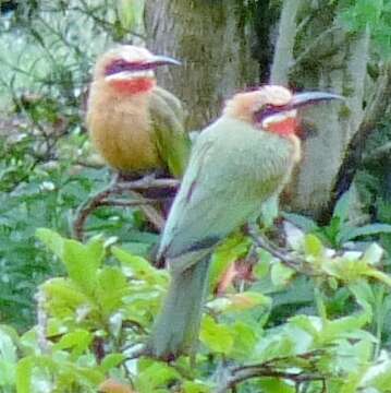 Image of White-fronted Bee-eater