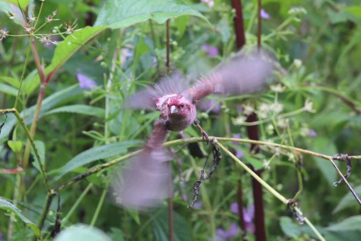 Image of Pink-browed Rosefinch