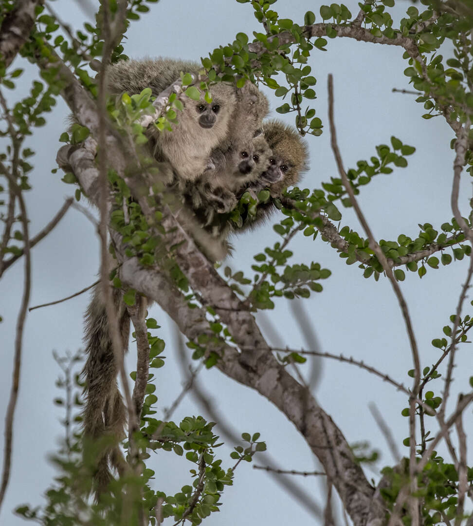 Image of Chacoan Titi Monkey