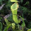 Image of Nepenthes longiptera Victoriano