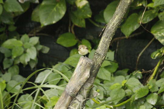 Image of Narcissus Flycatcher