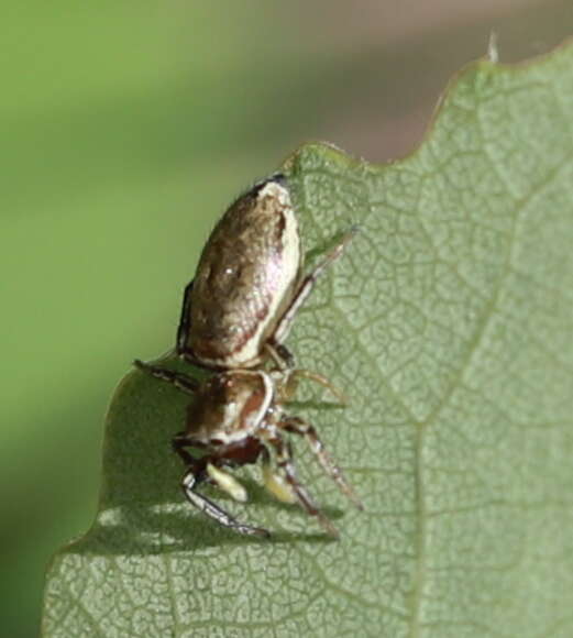 Image of Heliophanus patagiatus Thorell 1875