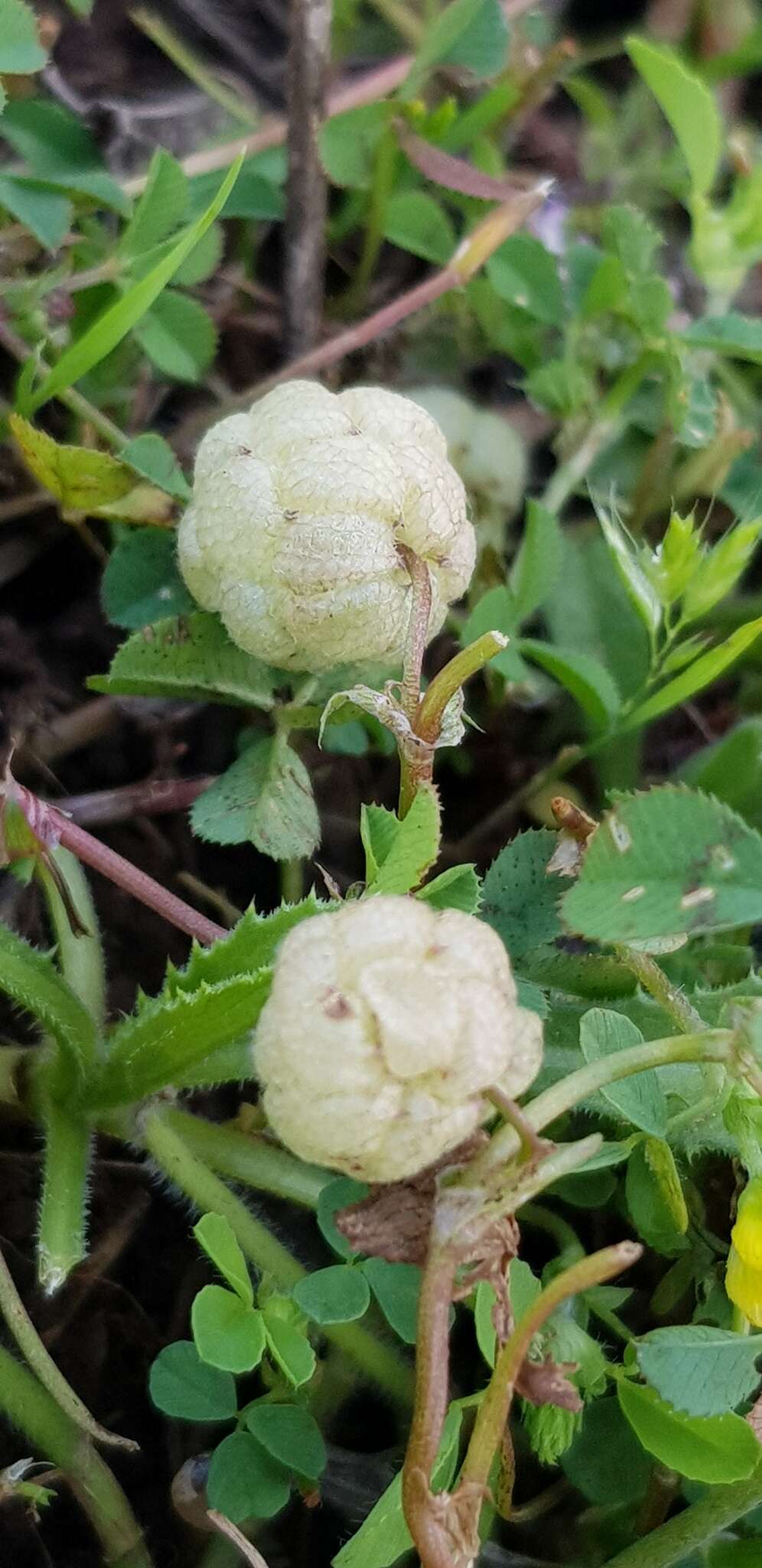 Trifolium bullatum Boiss. & Hausskn. resmi