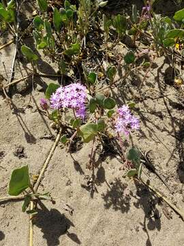 Image of pink sand verbena