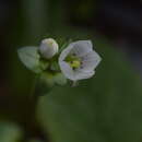 صورة Gentianella chathamica subsp. nemorosa Glenny