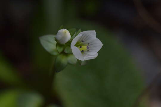 Image of Gentianella chathamica (Cheeseman) T. N. Ho & S. W. Liu