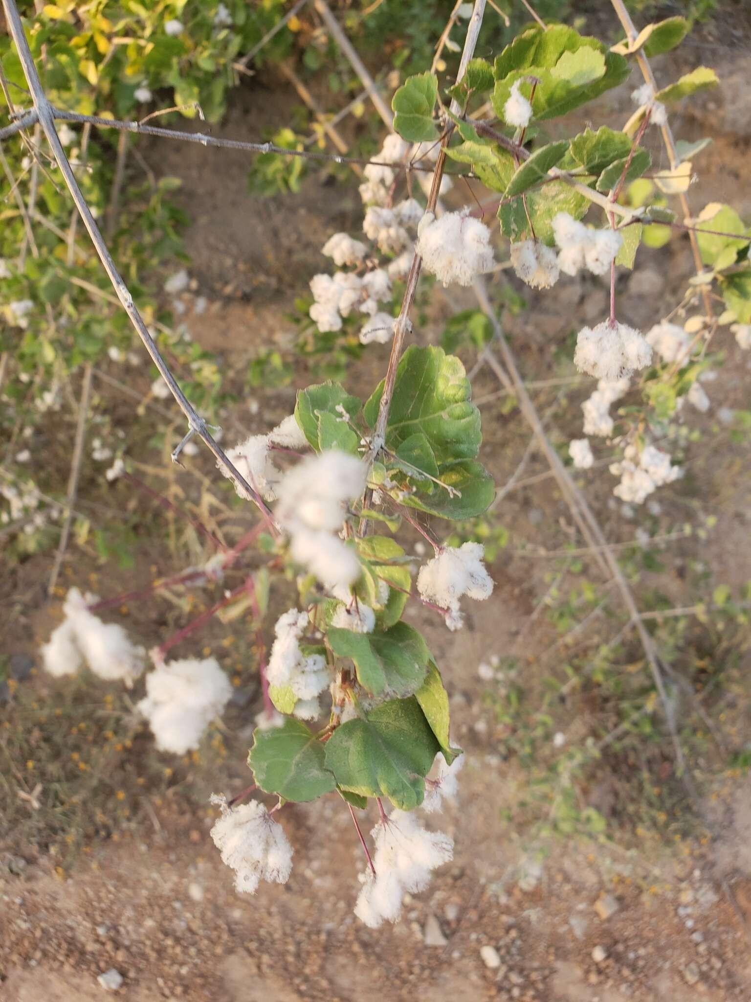 Image of Condea laniflora (Benth.) Harley & J. F. B. Pastore