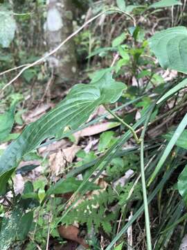 Image of Stemona tuberosa Lour.