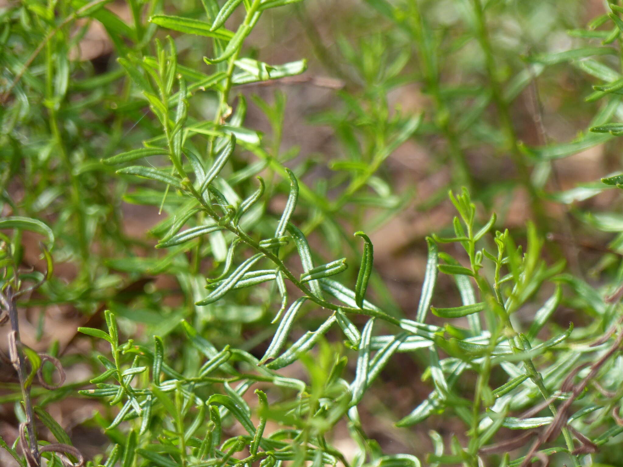 Image of Coopernookia barbata (R. Br.) Carolin