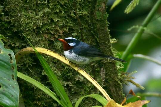 Image of Chestnut-throated Flycatcher