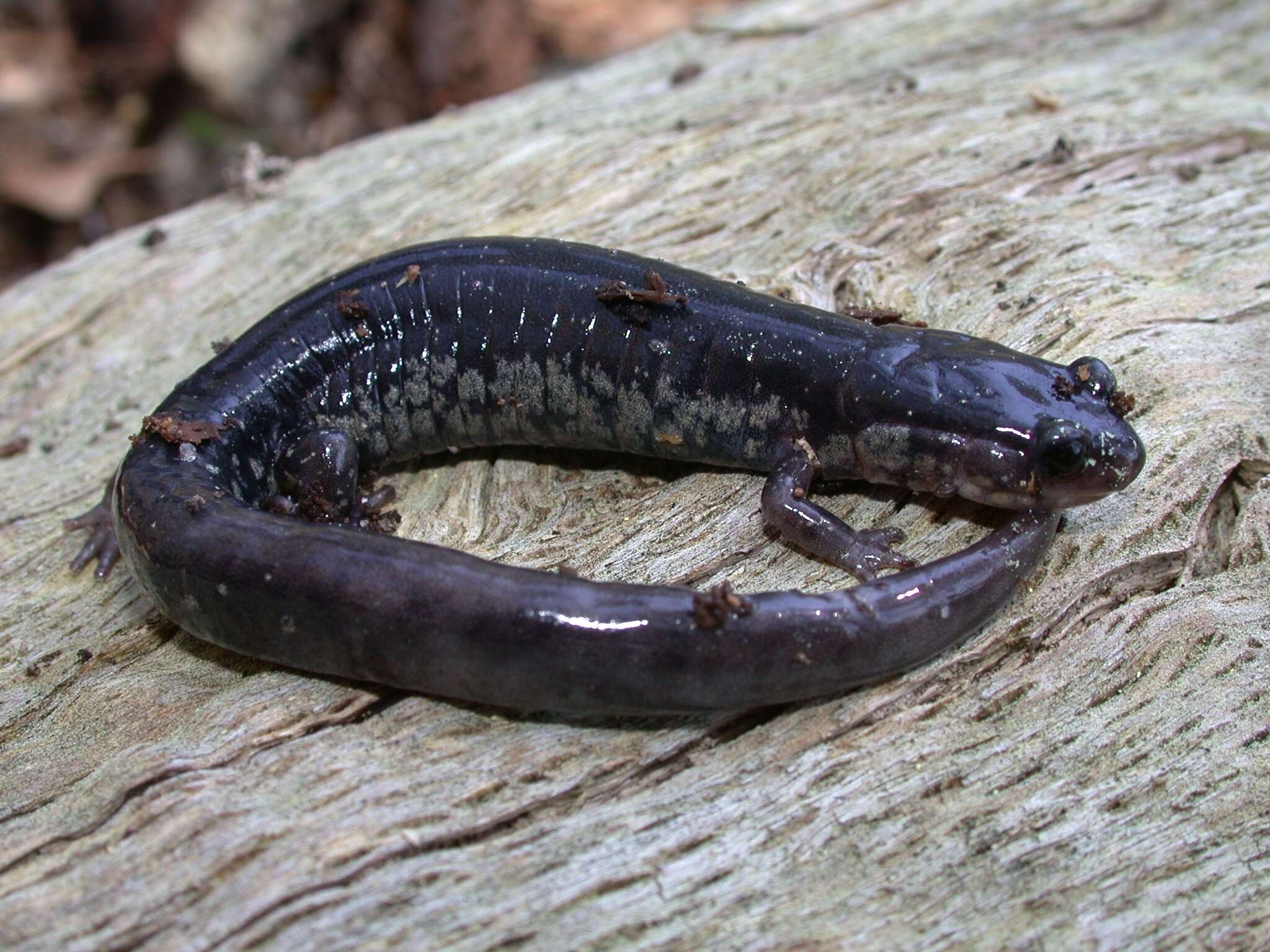 Plethodon chlorobryonis Mittleman 1951 resmi