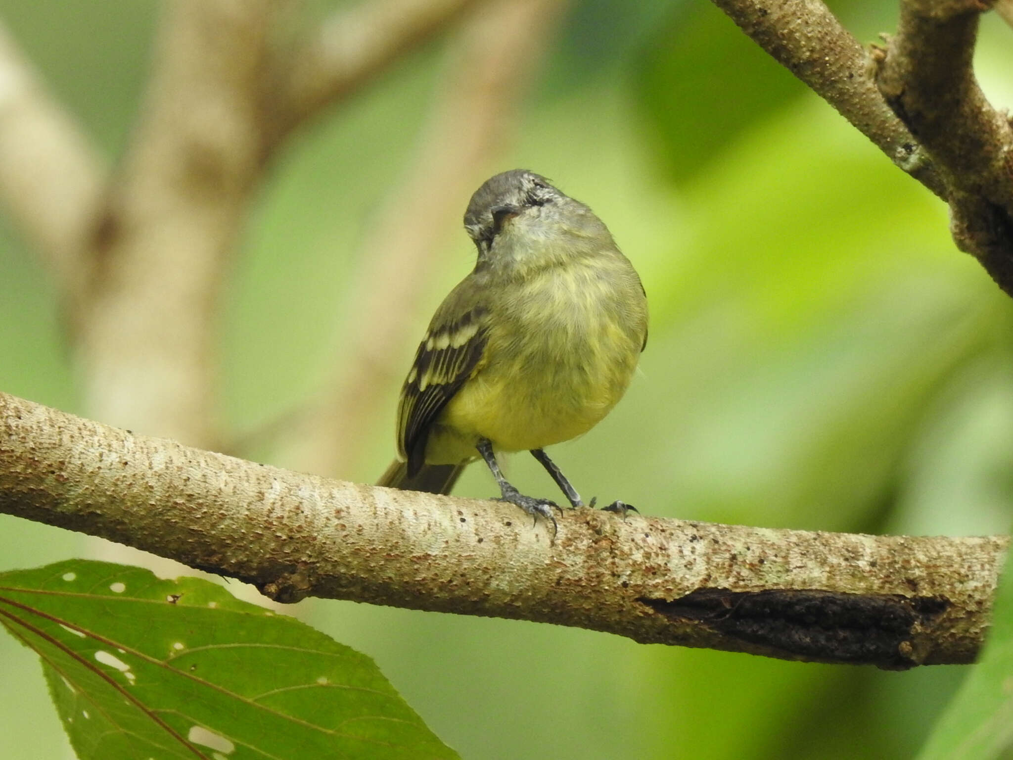 Image of Forest Elaenia