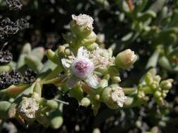 Imagem de Stoeberia frutescens (L. Bol.) E. van Jaarsveld