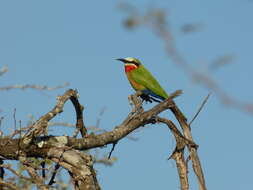 Image of White-fronted Bee-eater