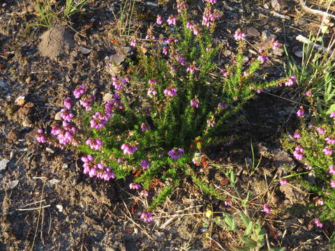 Image of Bell Heather