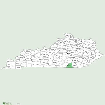 Image of Cumberland false rosemary