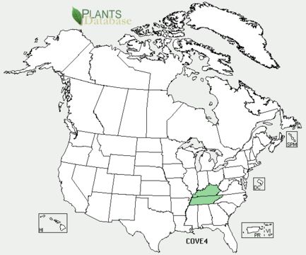 Image of Cumberland false rosemary