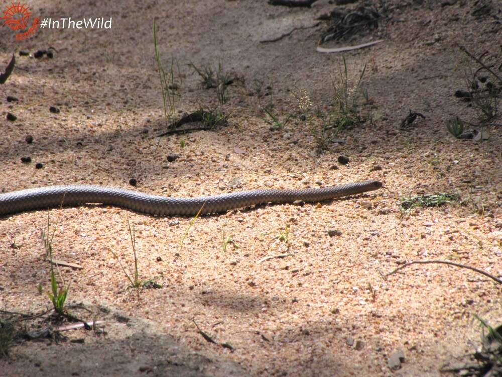 Image of Eastern brown snake