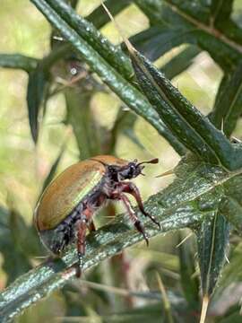 Image of Anoplognathus suturalis Boisduval 1835