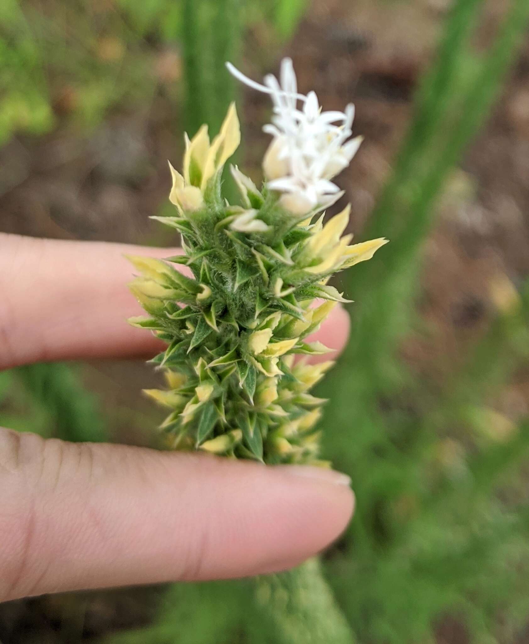 Image of Liatris bridgesii (Mayfield) G. L. Nesom