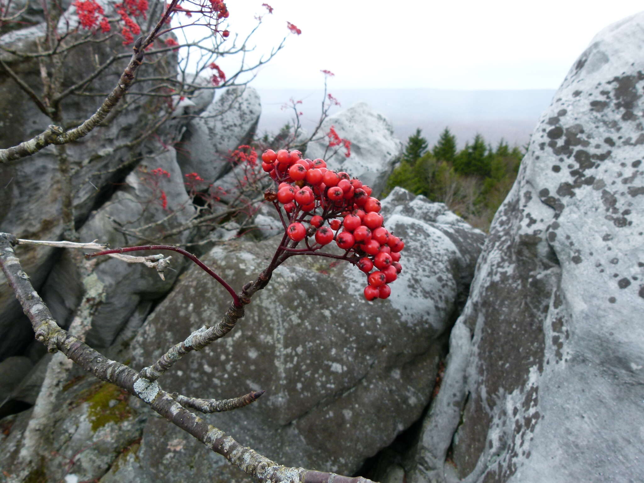 Image of American mountain ash