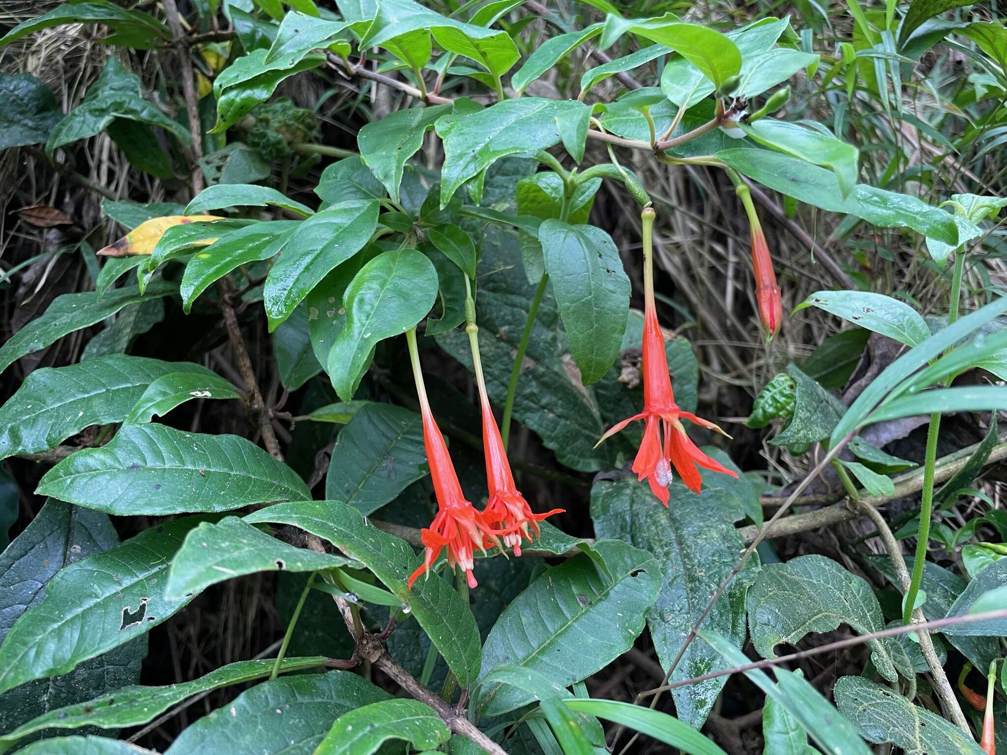 Image of Fuchsia venusta Kunth