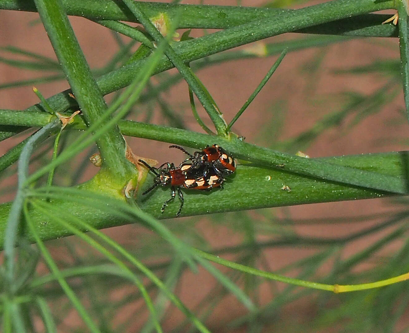 Image of Common asparagus beetle