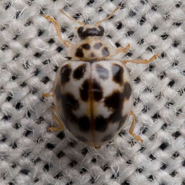 Image de Psyllobora vigintimaculata (Say 1824)