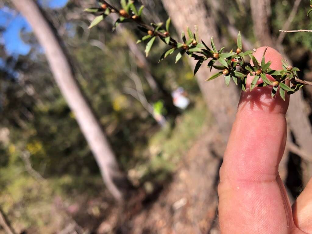 Sivun Leptospermum microcarpum Cheel kuva