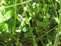 Image of Cerastium glutinosum Fries