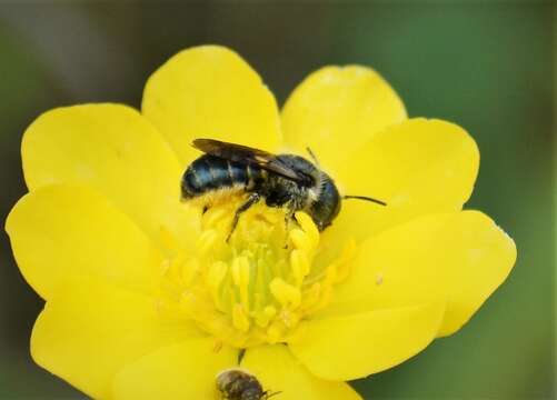 Image of Osmia georgica Cresson 1878