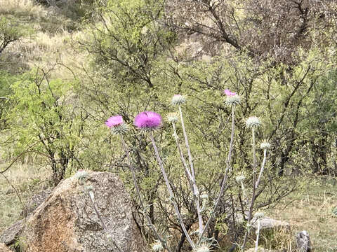 Imagem de Cirsium neomexicanum A. Gray