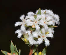 Image of Leucopogon oliganthus E. Pritz.