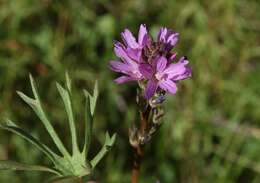 Image of birdfoot checkerbloom