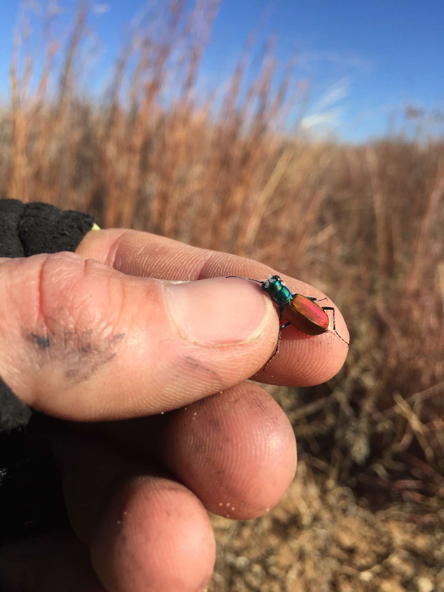 Image of Cicindela (Cicindela) scutellaris scutellaris Say 1823