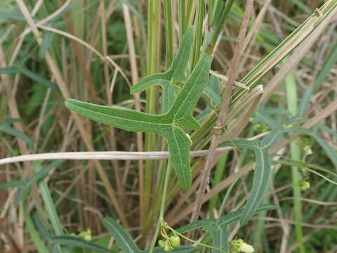 Image of Solena amplexicaulis (Lam.) Gandhi ex Saldanha & Nicolson