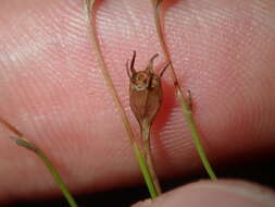 Image of Harebell