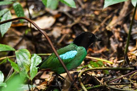 Image of Hooded Pitta