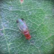 Image of Cherry drosophila