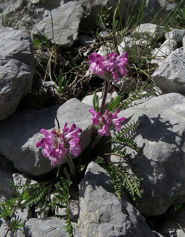 Image of pink lousewort