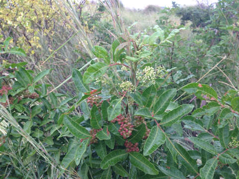 Image of Brazilian Peppertree