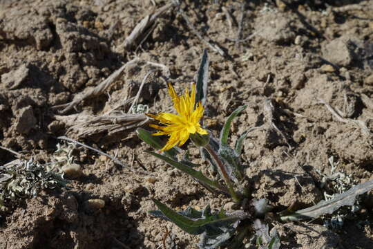 صورة Agoseris parviflora (Nutt.) D. Dietr.