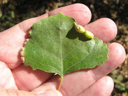 Image of Thecabius (Thecabius) populimonilis (Riley & C. V. 1879)