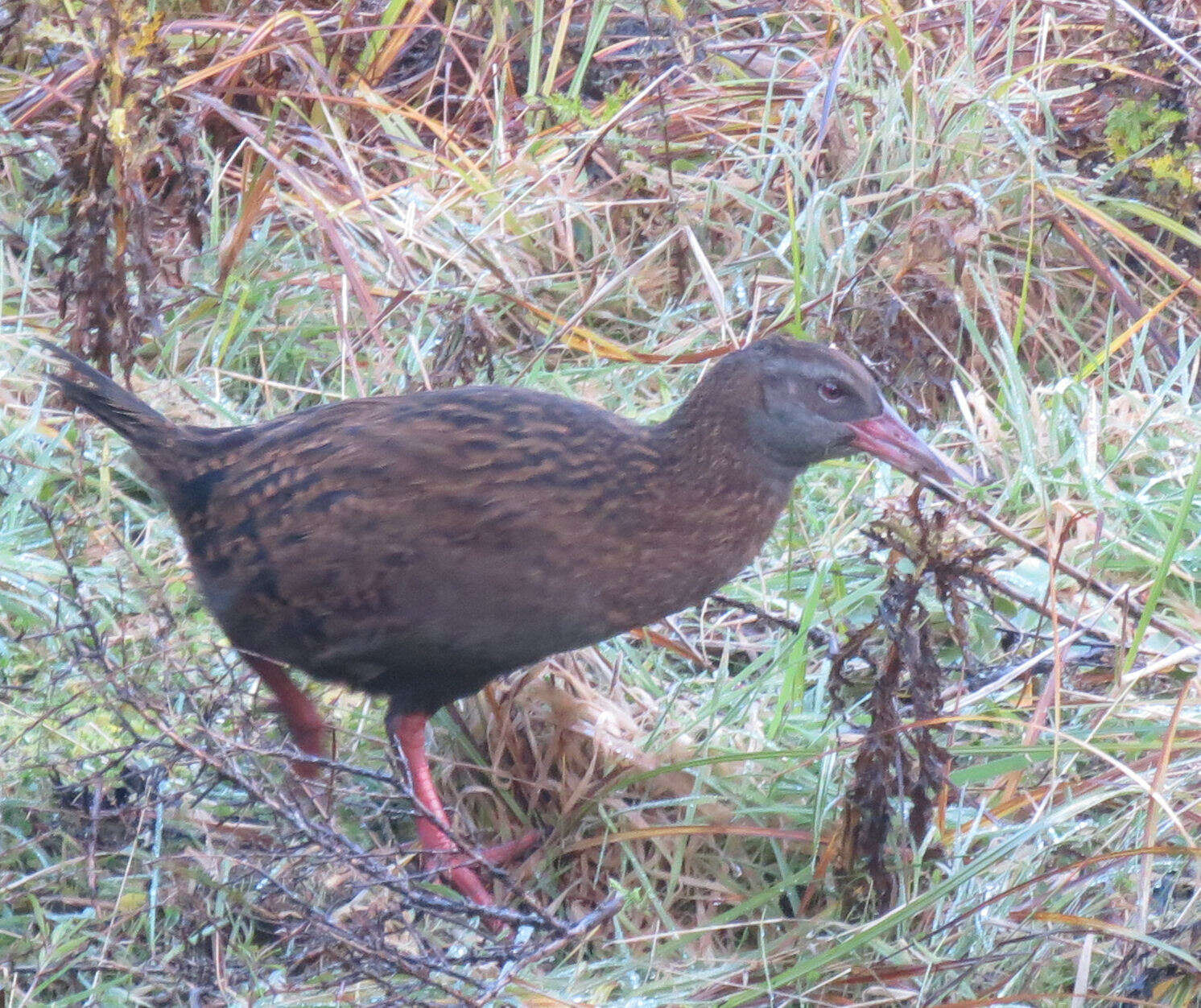 Image of Gallirallus australis australis (Sparrman 1786)