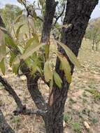 Image of Transvaal beech