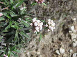 Image of Quasiantennaria linearifolia (Wedd.) R. J. Bayer & M. O. Dillon