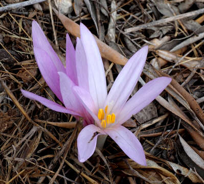 Image of Colchicum hierosolymitanum Feinbrun