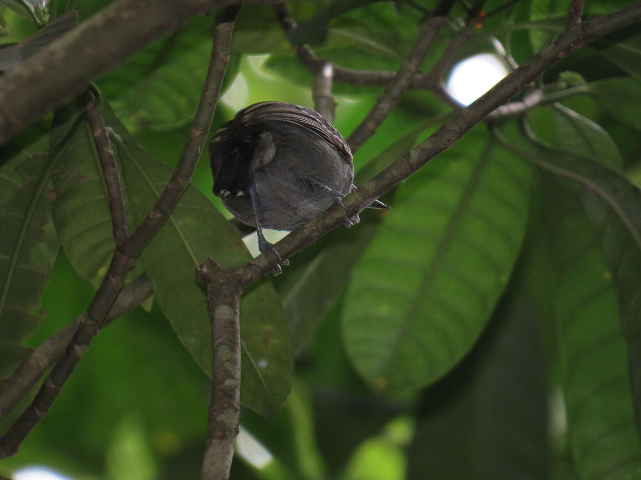 Imagem de Thamnophilus atrinucha Salvin & Godman 1892