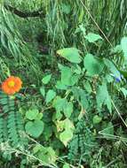 صورة Tithonia rotundifolia (P. Mill.) Blake